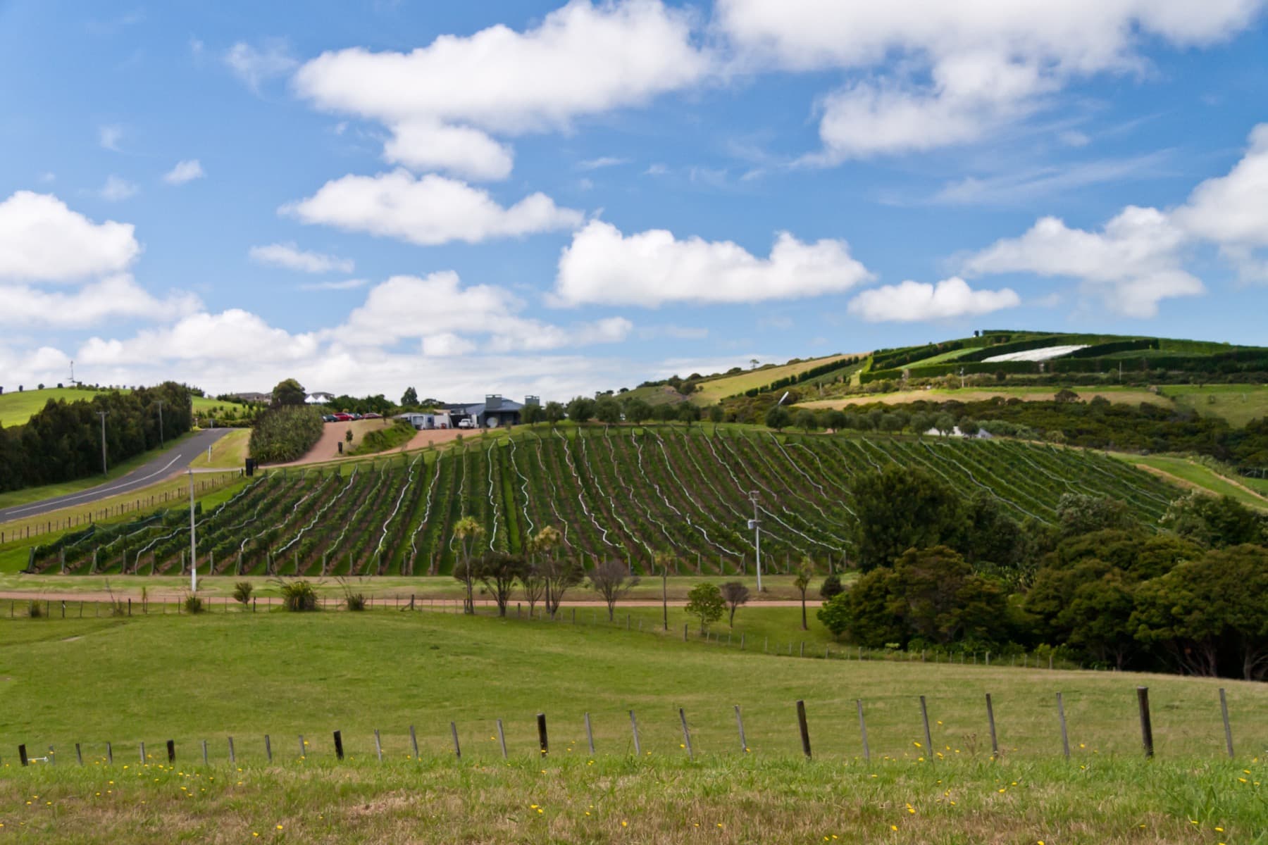 Vineyard on Waiheke Island near Auckland