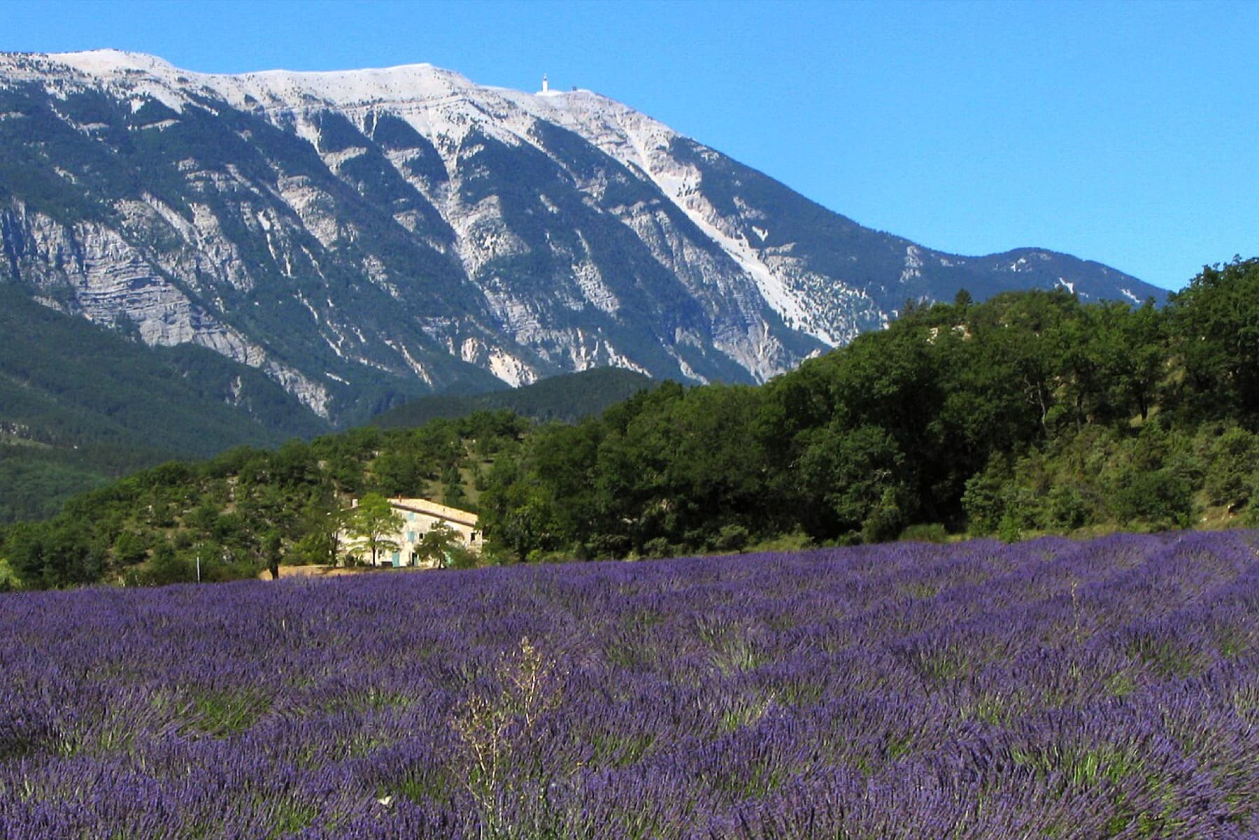 Lavender field and Mont Ventoux in Provence